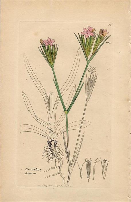 1840年 Sowerby English Botany 第2版 No 614 ナデシコ科 ノハラナデシコ Dianthus Armeria アンティークプリント ボタニカルアート 博物画の通販サイト Spirito Di Artigiano