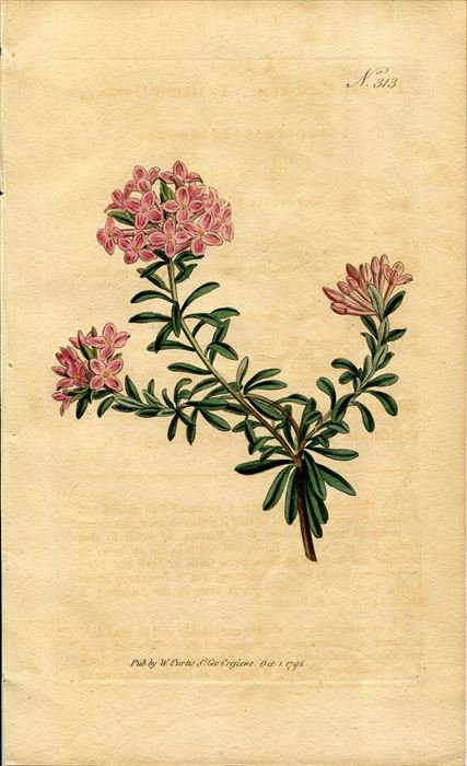 1795年 Curtis Botanical Magazine No 313 ジンチョウゲ科 ジンチョウゲ属 Daphne Cneorum アンティークプリント ボタニカルアート 博物画の通販サイト Spirito Di Artigiano