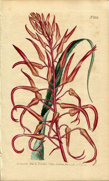 1805年 Curtis Botanical Magazine No 4 パイナップル科 ピトカイルニア属 Pitcairnia Bromeliaefolia アンティークプリント ボタニカルアート 博物画の通販サイト Spirito Di Artigiano