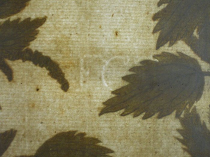 1745年 Weinmann 花譜 N 10 イラクサ科 イラクサ属 Urtica アンティークプリント ボタニカルアート 博物画の通販サイト Spirito Di Artigiano