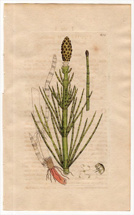 1801年 Sowerby English Botany 初版 No 929 トクサ科 トクサ属 ミズトクサ Equisetum Limosum アンティークプリント ボタニカルアート 博物画の通販サイト Spirito Di Artigiano