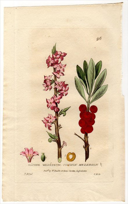 1835年 Baxter British Phaenogamous Botany Pl 96 ジンチョウゲ科 ジンチョウゲ属 セイヨウオニシバリ Daphne Mezereum アンティークプリント ボタニカルアート 博物画の通販サイト Spirito Di Artigiano