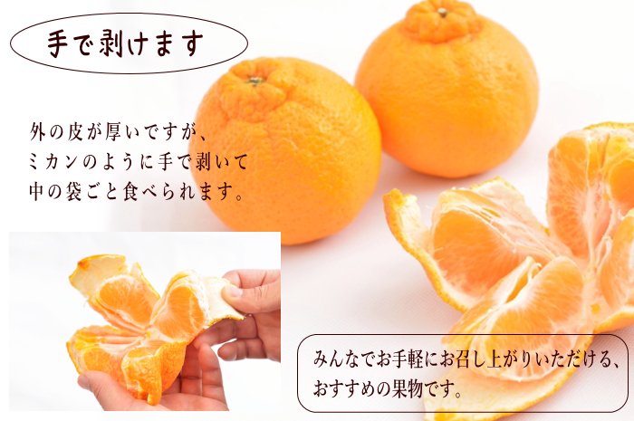 しらぬいは、温州みかんのように手で剥いて食べることができるので、とても手軽にお召し上がりいただける柑橘で、とても人気の高いフルーツです