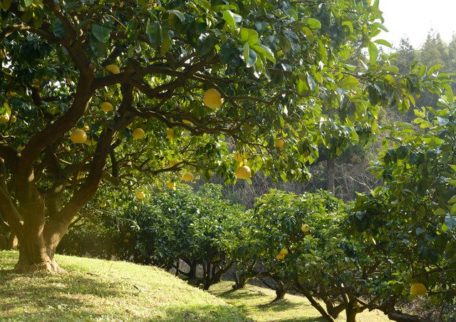 鹿児島県は、温州みかん発祥の地と言われており、古くから柑橘などの果物の栽培が盛んな地域です。長い年月をかけて培われた技術が今でも受け継がれています。