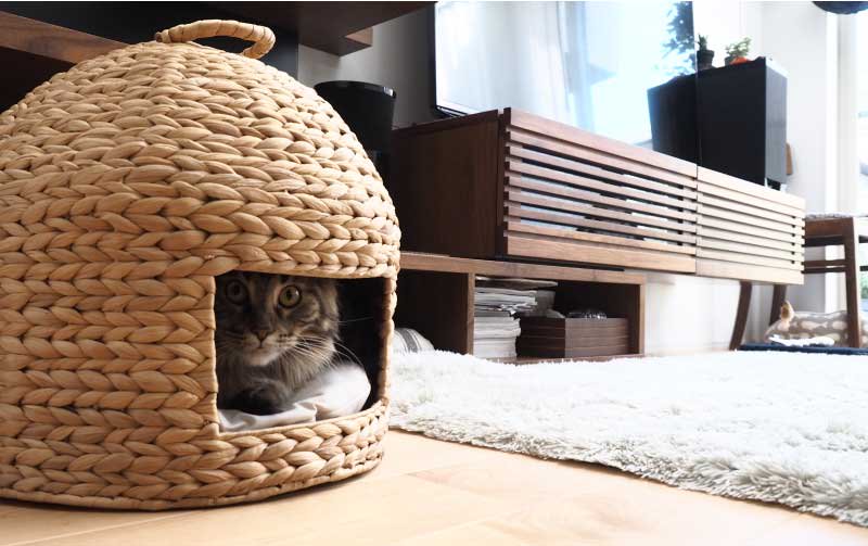 猫の家