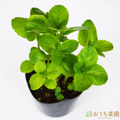 イエルバブエナ 苗 ハーブ 野菜 ９ｃｍ ポット アクアポニックス 水耕栽培の専門店 さかな畑