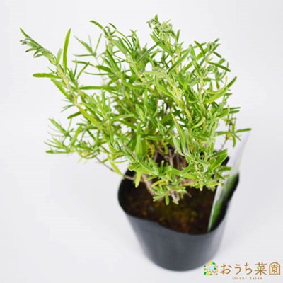 フレンチ ラベンダー ストエカス 苗 ハーブ 野菜 ９ｃｍ ポット アクアポニックス 水耕栽培の専門店 さかな畑