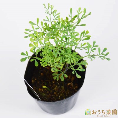 ルー ヘンルーダ 苗 ハーブ 野菜 ９ｃｍ ポット アクアポニックス 水耕栽培の専門店 さかな畑