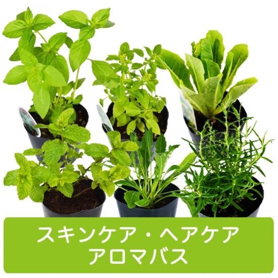 ハーブ 苗 ６種 セット スキンケア ヘアケア アロマバス 用 アクアポニックス 水耕栽培の専門店 さかな畑