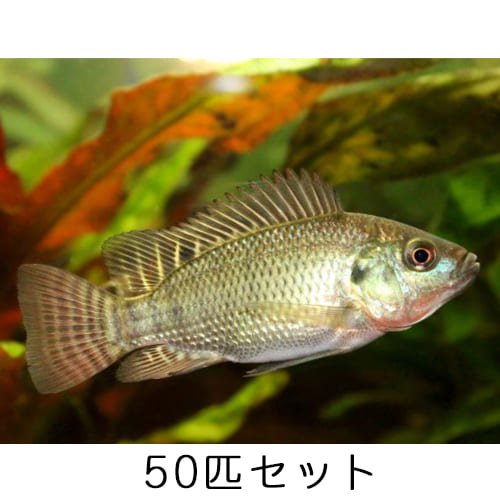 ティラピア 稚魚 純正種 50匹 セット アクアポニックス 水耕栽培の専門店 さかな畑