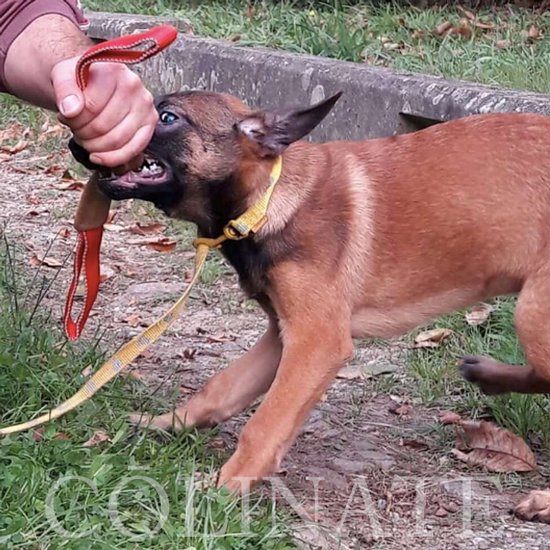 タービュレンの噛むおもちゃ/ 犬用品・犬グッズ・犬訓練用具・犬用品通販