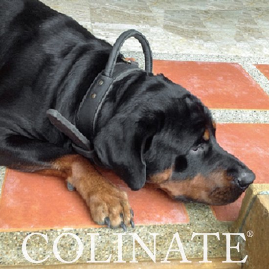 ロットワイラーの首輪/ 犬用品・犬グッズ・犬訓練用具・犬用品通販