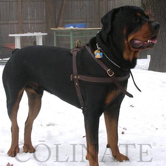 ロットワイラーのハーネス/ 犬用品・犬グッズ・犬訓練用具・犬用品通販