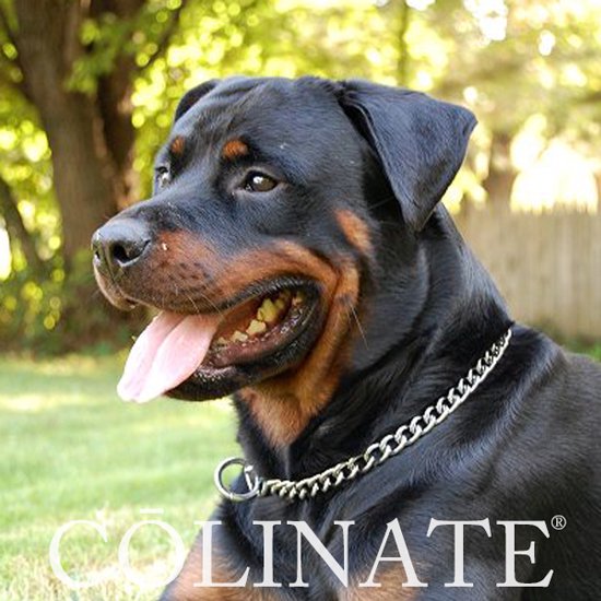 ロットワイラーの首輪チョークチェーン/ 犬用品・犬グッズ・犬訓練用具・犬用品通販