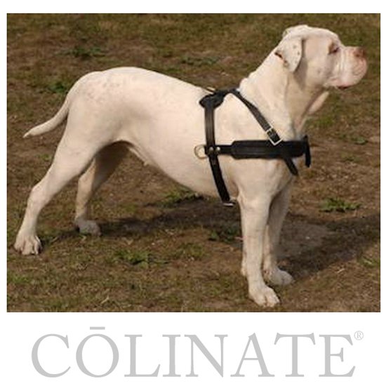 ドゴ・アルヘンティーノのハーネス/ 犬用品・犬グッズ・犬訓練用具・犬用品通販