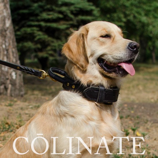 ゴールデンレトリバーの首輪/ 犬用品・犬グッズ・犬訓練用具・犬用品通販