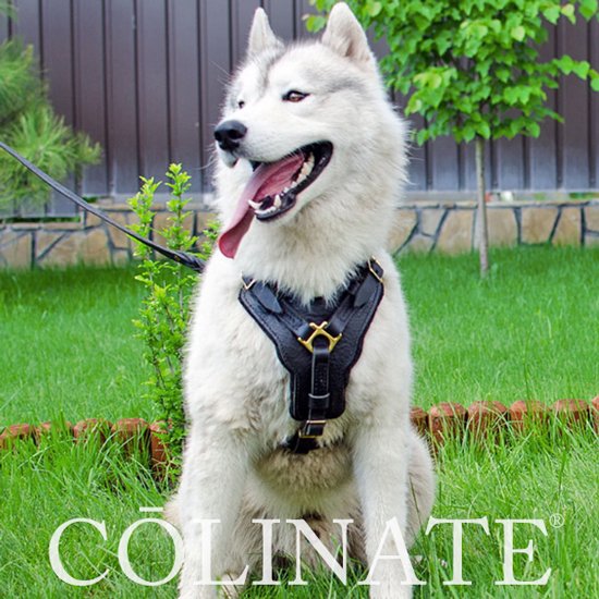 シベリアンハスキーのハーネス/ 犬用品・犬グッズ・犬訓練用具・犬用品通販