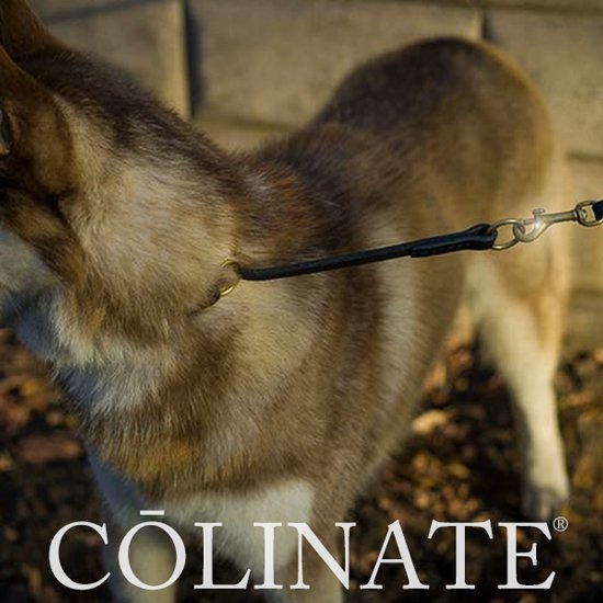 シベリアンハスキーの首輪/ 犬用品・犬グッズ・犬訓練用具・犬用品通販