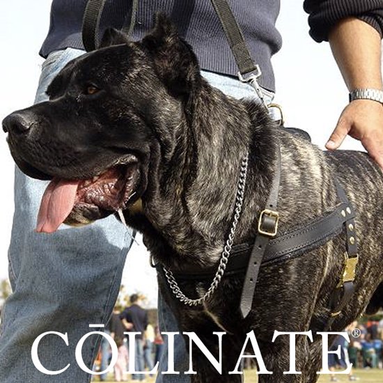 イタリアン・コルソ・ドッグのハーネス/ 犬用品・犬グッズ・犬訓練用具・犬用品通販