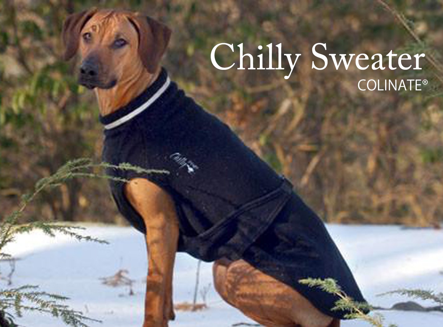 大型犬-超大型犬用 正規品Chilly DogsChilly Sweater（チリーセーター/春秋服 ）カナダ製-COLINATE/コーリネイト