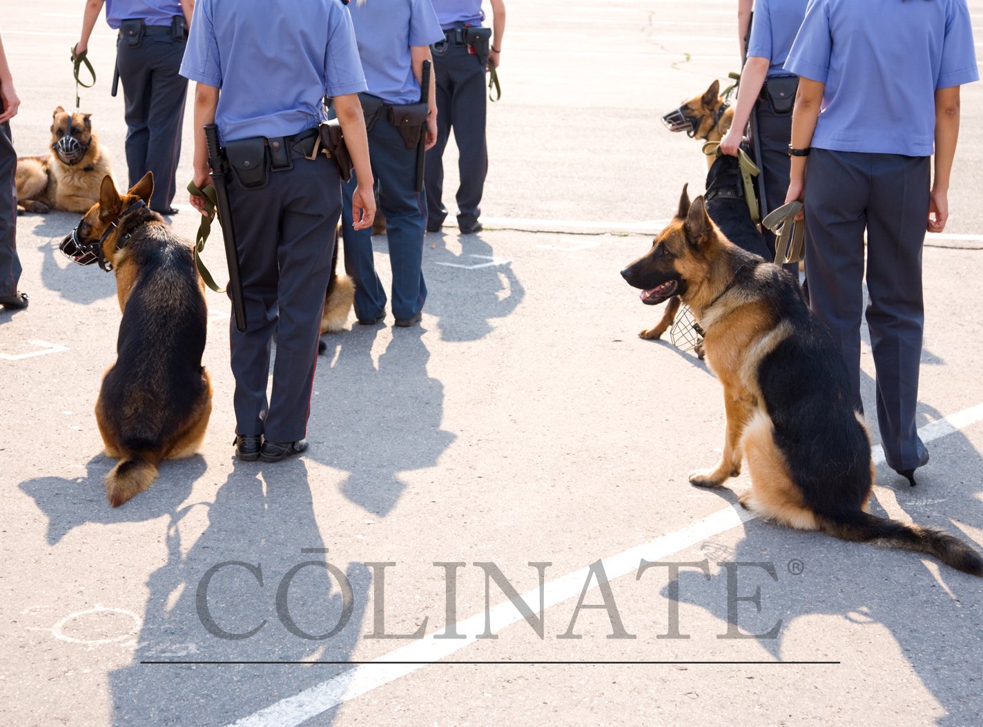 警察犬/歩哨犬訓練アイテム