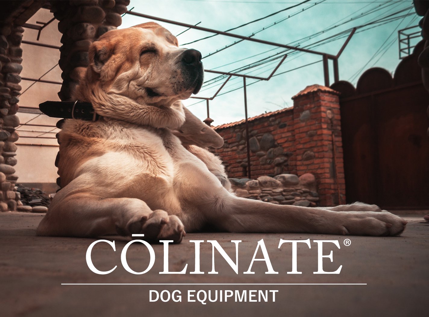 アラバイの犬用品・犬グッズ・犬訓練用具・犬用品通販