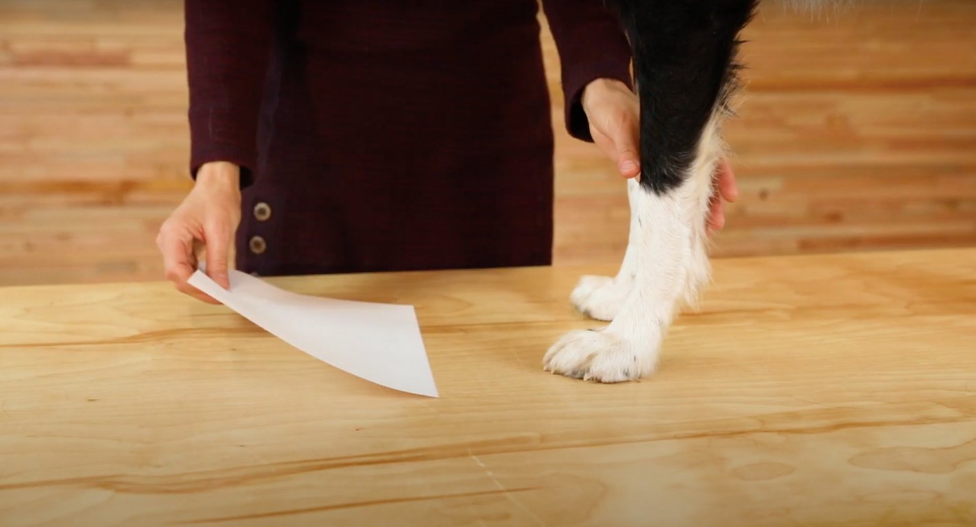 犬靴サイズの測り方