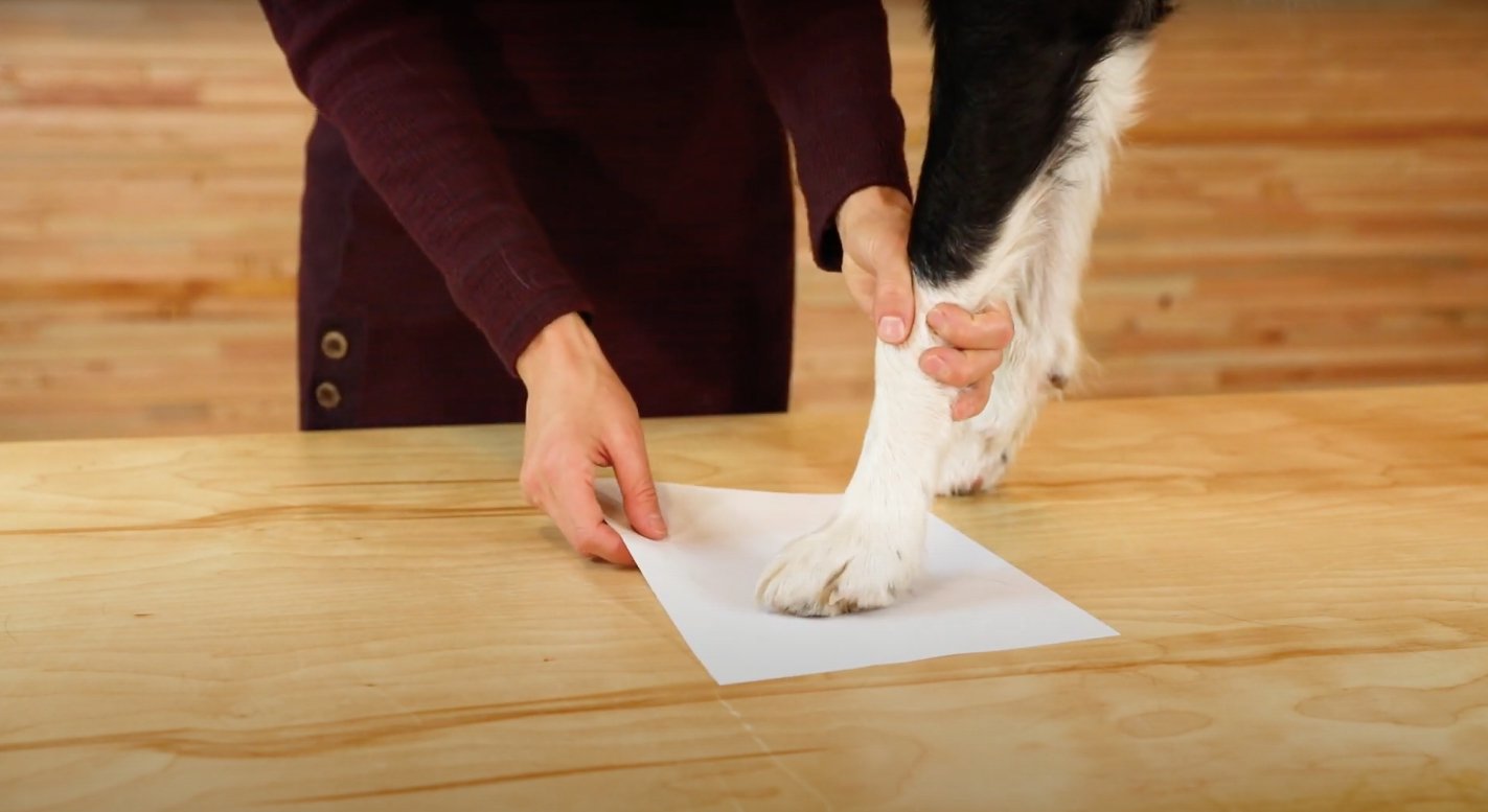 犬靴サイズの測り方