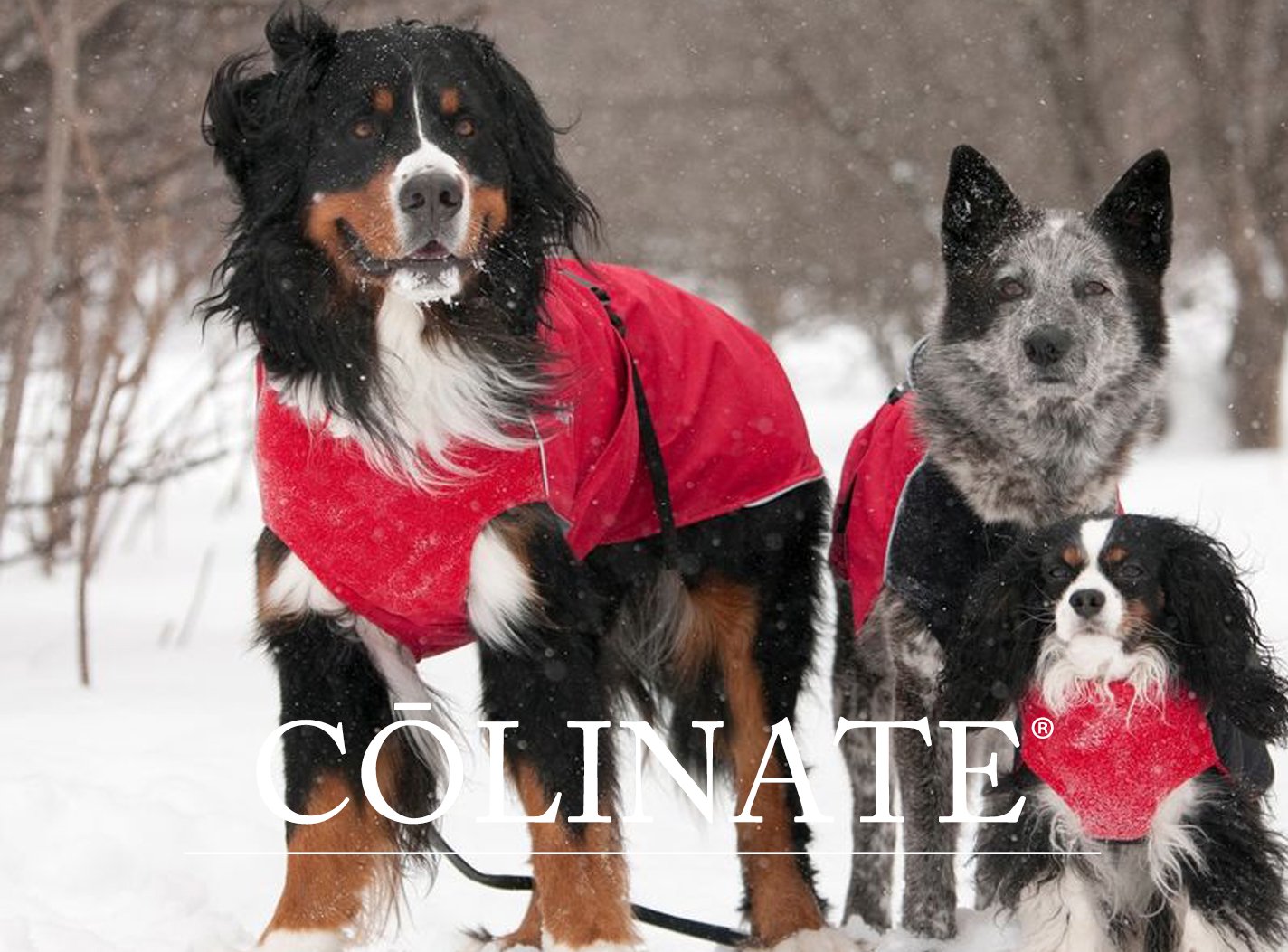 小型犬・中型犬・大型犬・ 雨/梅雨服 LTD - ロイヤル・レインコート（防水・防風・防雪） 正規品【Chilly Dogs】カナダ製