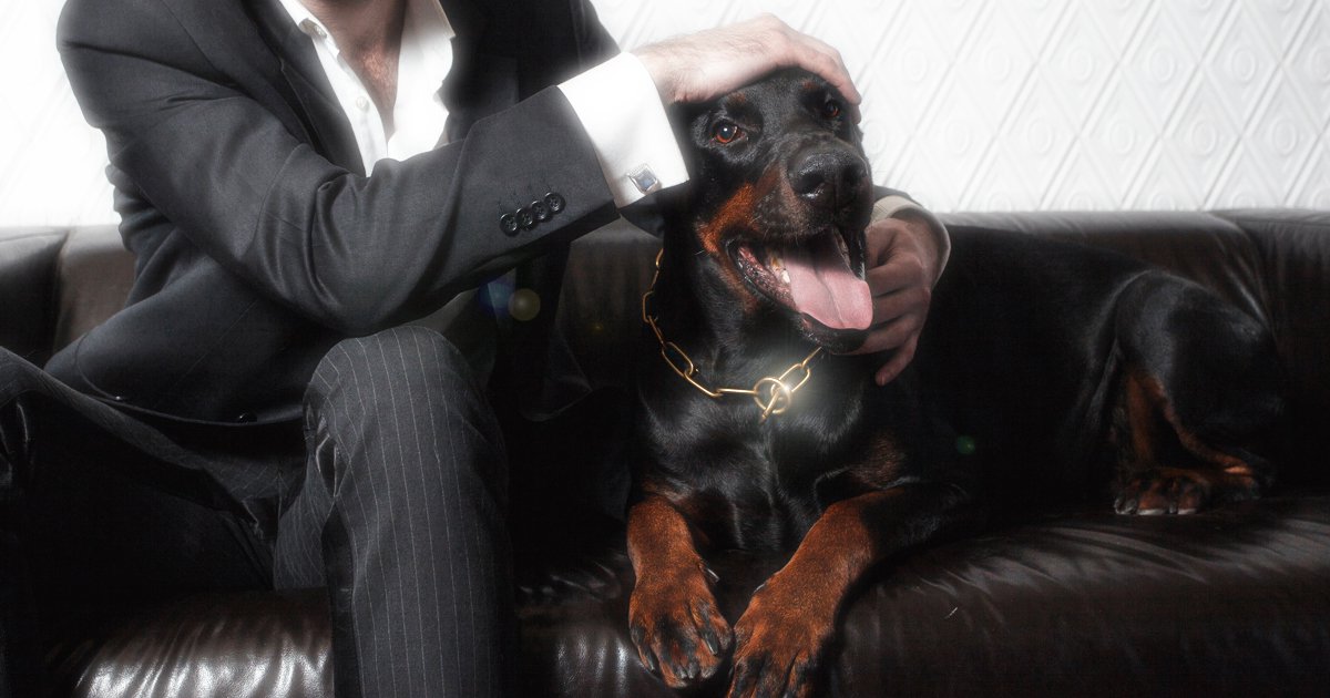 犬の金属首輪チョークチェーン - 大型犬のためのハイクオリティ訓練用品店COLINATE（コーリネイト）