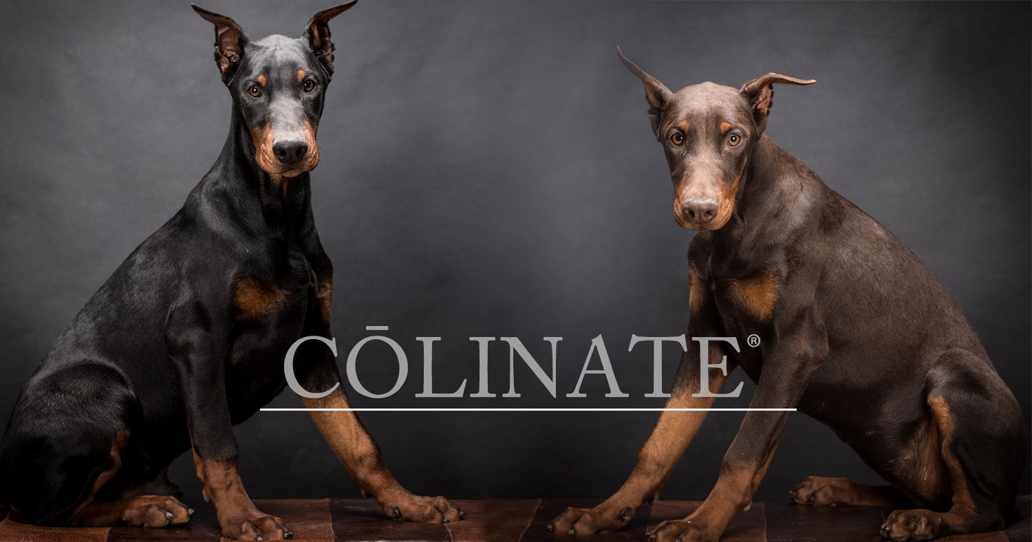 ドーベルマン名前ランキング In Usa 大型犬のためのハイクオリティ訓練用品店 Colinate コーリネイト