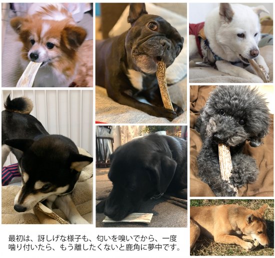 Monolife 鹿の角 鹿角 犬 おもちゃ 無添加 おやつ エゾジカの角 国産 ガム デンタルケア 大型犬 cm 本革レザーのボディバッグ ウエストバッグ メンズ 革製品のモノライフ通販