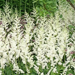 アスチルベ チネンシス ビジョンズインホワイト Astilbe Chinensis Vision In White 大森ガーデン