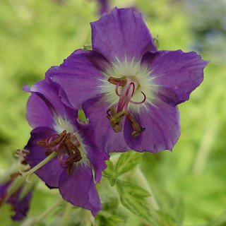 ゲラニウム ファエウム マーガレットウィルソン Geranium Phaeum ｍargaret Wilson 大森ガーデン