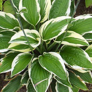 ホスタ パトリオット Hosta Patriot 大森ガーデン