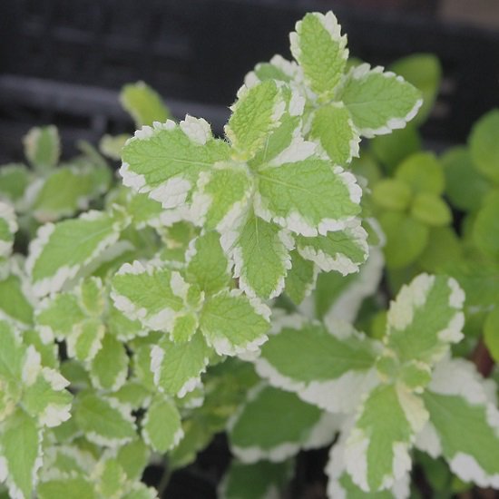 ミント パイナップルミント Mentha Suaveolens Var Variegata 大森ガーデン