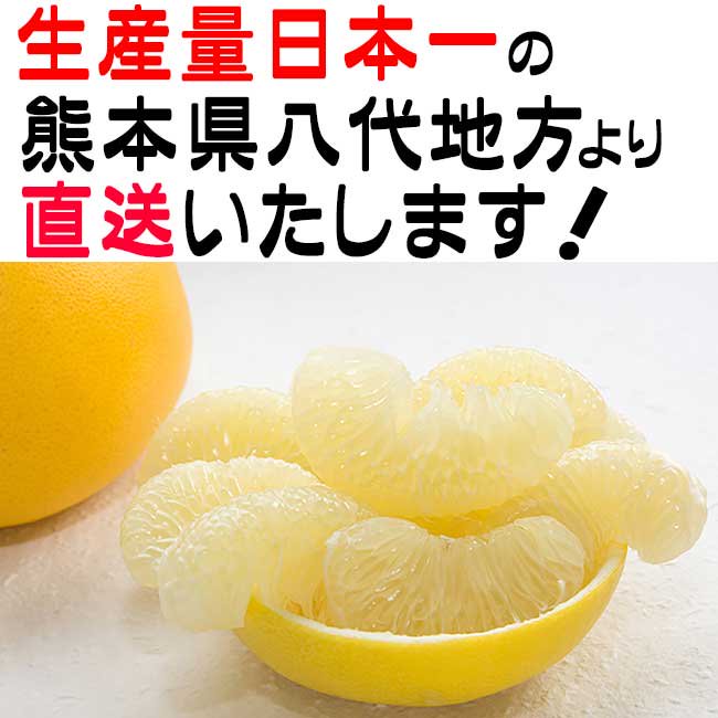 晩白柚　生産量日本一　写真