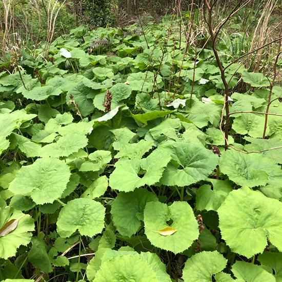 季節限定 産地直送 日本産 天然 山菜水ふき 高知県土佐山産 を通販で販売 春の味覚を感じる水フキをお楽しみ下さい