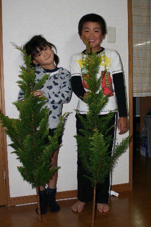 黄金ヒバ 100cm程度 1本 切花 生花 高野槇と季節の枝もの 花木屋本店