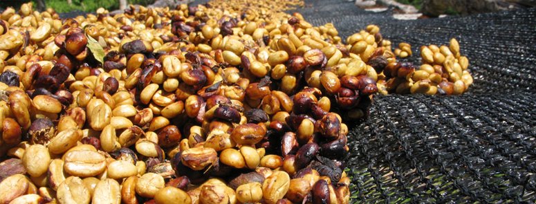 ハニー製法により黄金に輝くコーヒー豆です