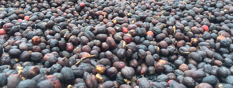 コーヒー豆】オーガニックコーヒー グアテマラ セイラン農園｜ヒロコーヒー通販