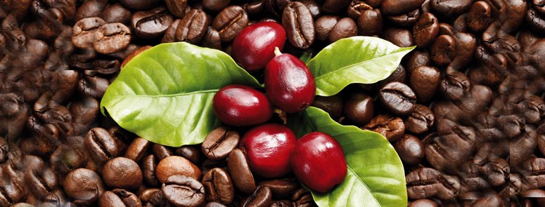 真っ赤に艶めくコーヒーの実と焙煎されたコーヒー豆です