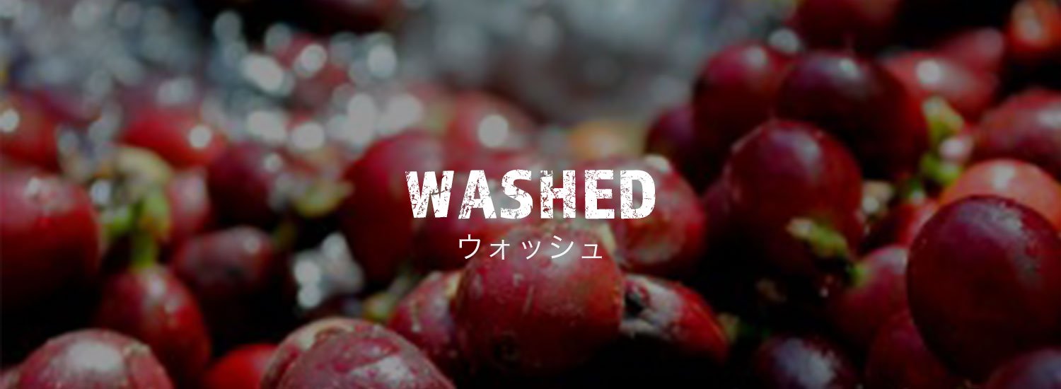 ウォッシュ製法のカテゴリー画像。コーヒー 豆を水で洗っている。