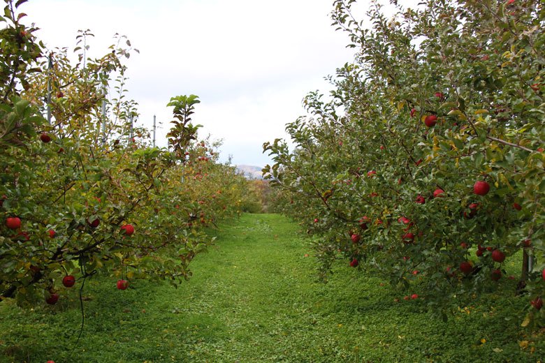 江刺地区のりんご畑