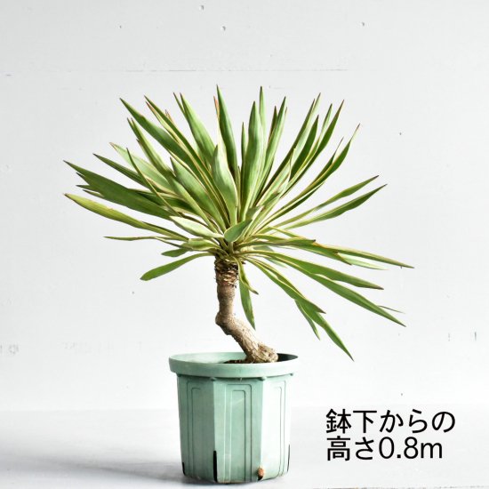 ユッカ グロリオサ バリエガタ 植物の販売