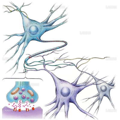 神経細胞とシナプス ｓサイズ Laiman Stockweb メディカルイラスト素材のダウンロード販売