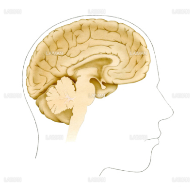 人間の脳アイコンまたは解剖標識ベクトルイラストは白に分離した
