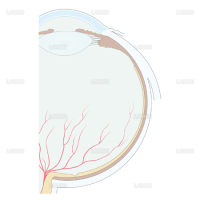 眼球の断面 1 Sサイズ Laiman Stockweb メディカルイラスト素材のダウンロード販売