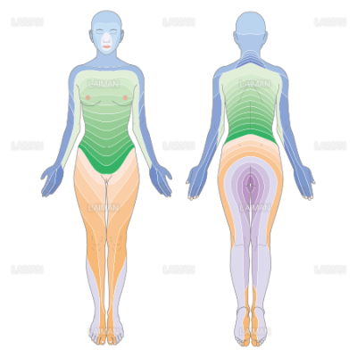脊髄神経の皮膚分布 Sサイズ Laiman Stockweb メディカルイラスト素材のダウンロード販売