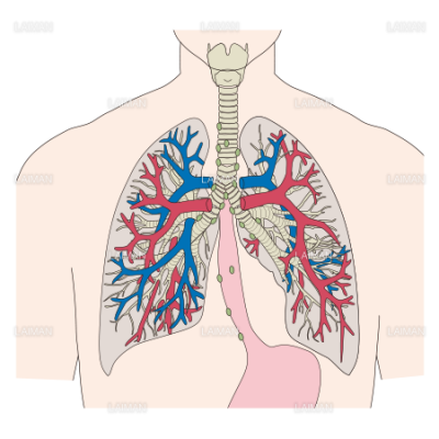 肺の構造 血管 リンパ節 Sサイズ Laiman Stockweb メディカルイラスト素材のダウンロード販売